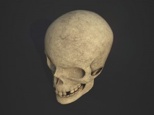 skull 3D 模型