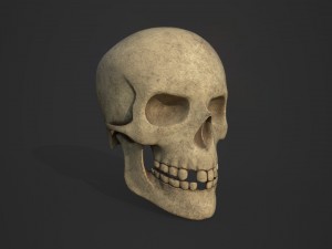 skull 3D 模型