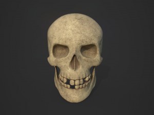 skull 3D 模型