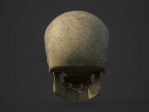 skull 3D 模型
