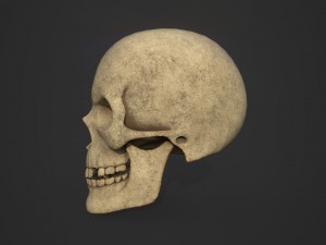 skull 3D 模型