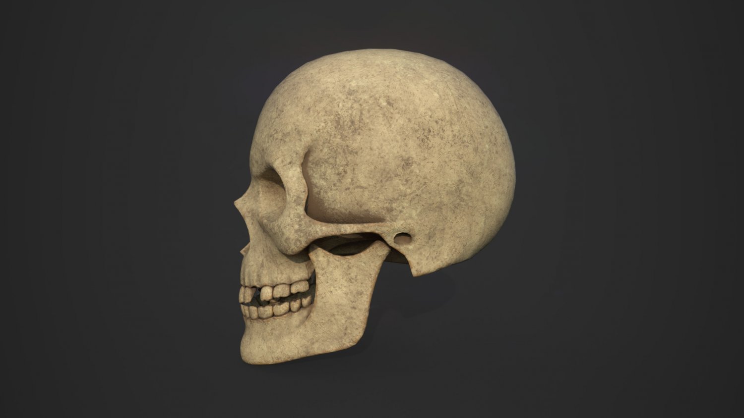 Skull 3d model