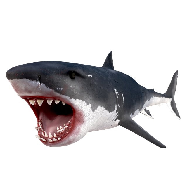 white shark rigged Model 3D .c4d .max .obj .3ds .fbx .stl .blend 