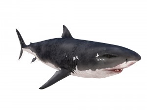 white shark rigged Model 3D