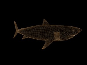 white shark rigged Model 3D