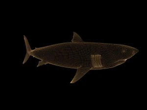 white shark rigged 3D Model