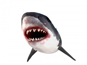 white shark rigged Model 3D