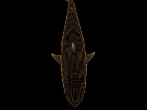 white shark rigged Model 3D