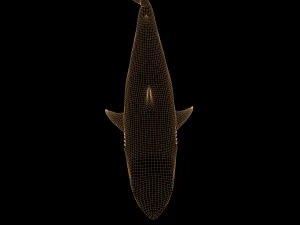 white shark rigged 3D Model