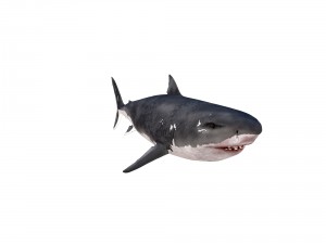 white shark rigged Model 3D