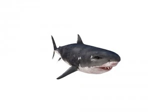 white shark rigged 3D Model