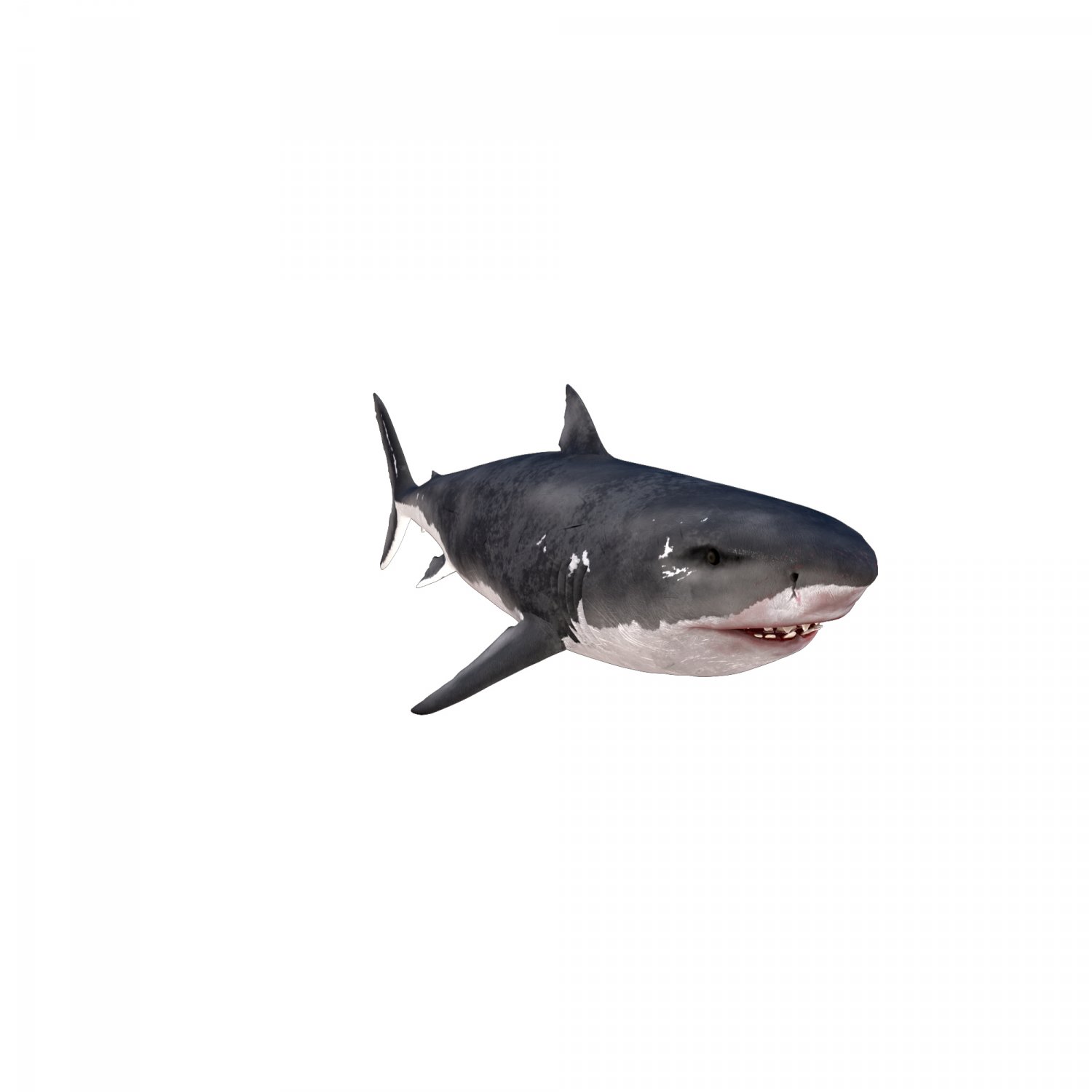 Great White Shark Rigged in Blender | 3D model