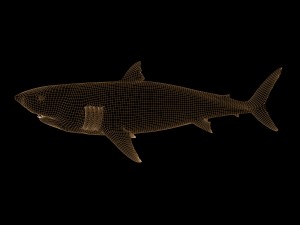 white shark rigged Model 3D