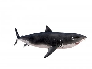 white shark rigged Model 3D