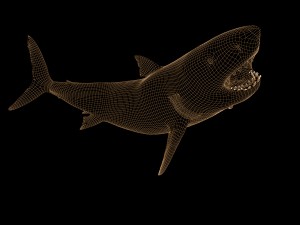 white shark rigged Model 3D