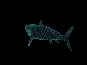 white shark rigged Model 3D