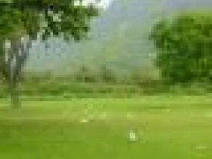 natural sight tree 3D Model