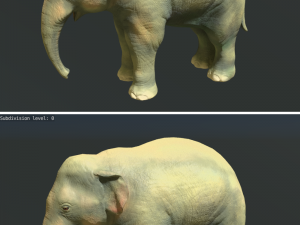 young asian elephant 3D 모델