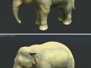 young asian elephant 3D Model