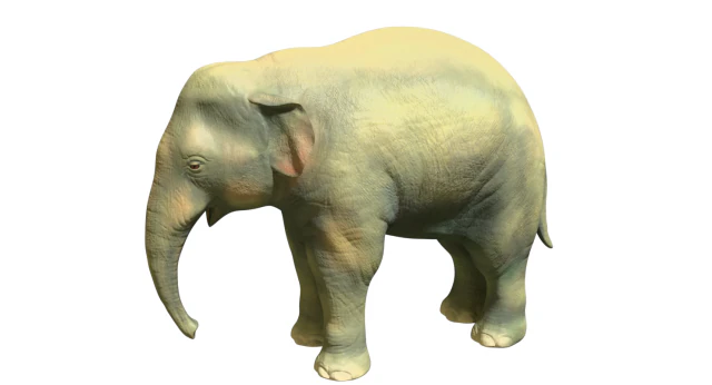 young asian elephant 3D Model .c4d .max .obj .3ds .fbx .stl .blend 