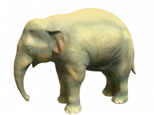 young asian elephant 3D Model