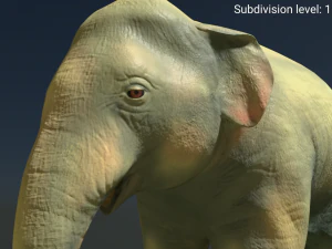 young asian elephant 3D Model