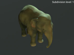 young asian elephant 3D Model