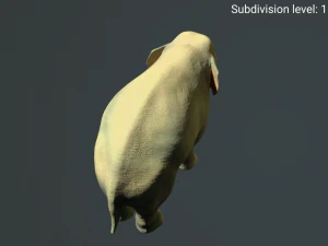 young asian elephant 3D Model