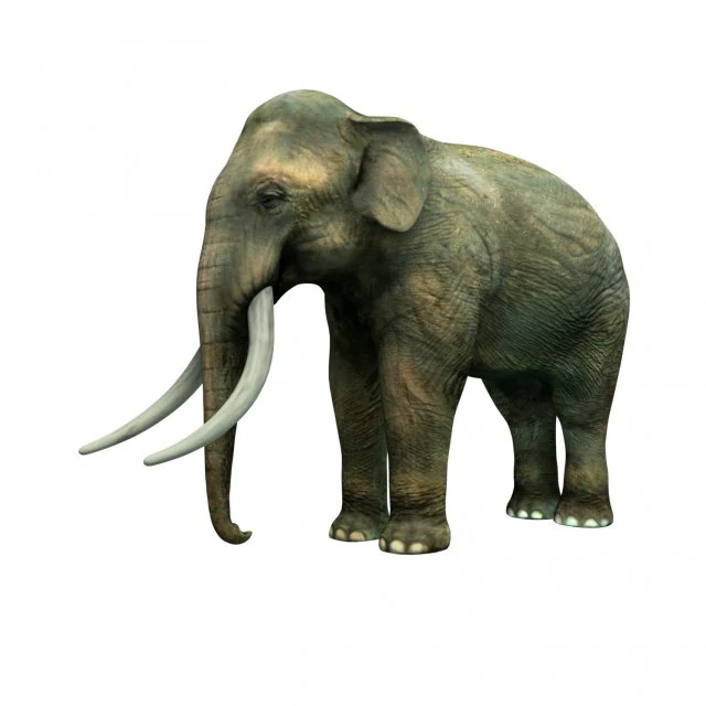 indian elephant 3D Model .c4d .max .obj .3ds .fbx .stl .blend 