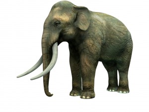 indian elephant 3D Model