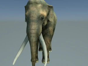 indian elephant 3D Model