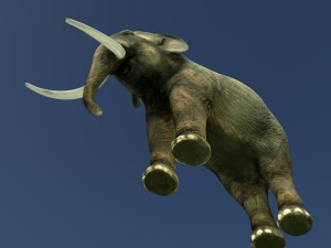 indian elephant 3D Модель