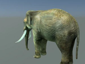 indian elephant 3D Model