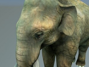 indian elephant 3D Модель