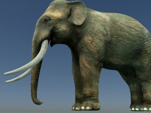 indian elephant 3D Модель