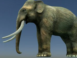 indian elephant 3D Model