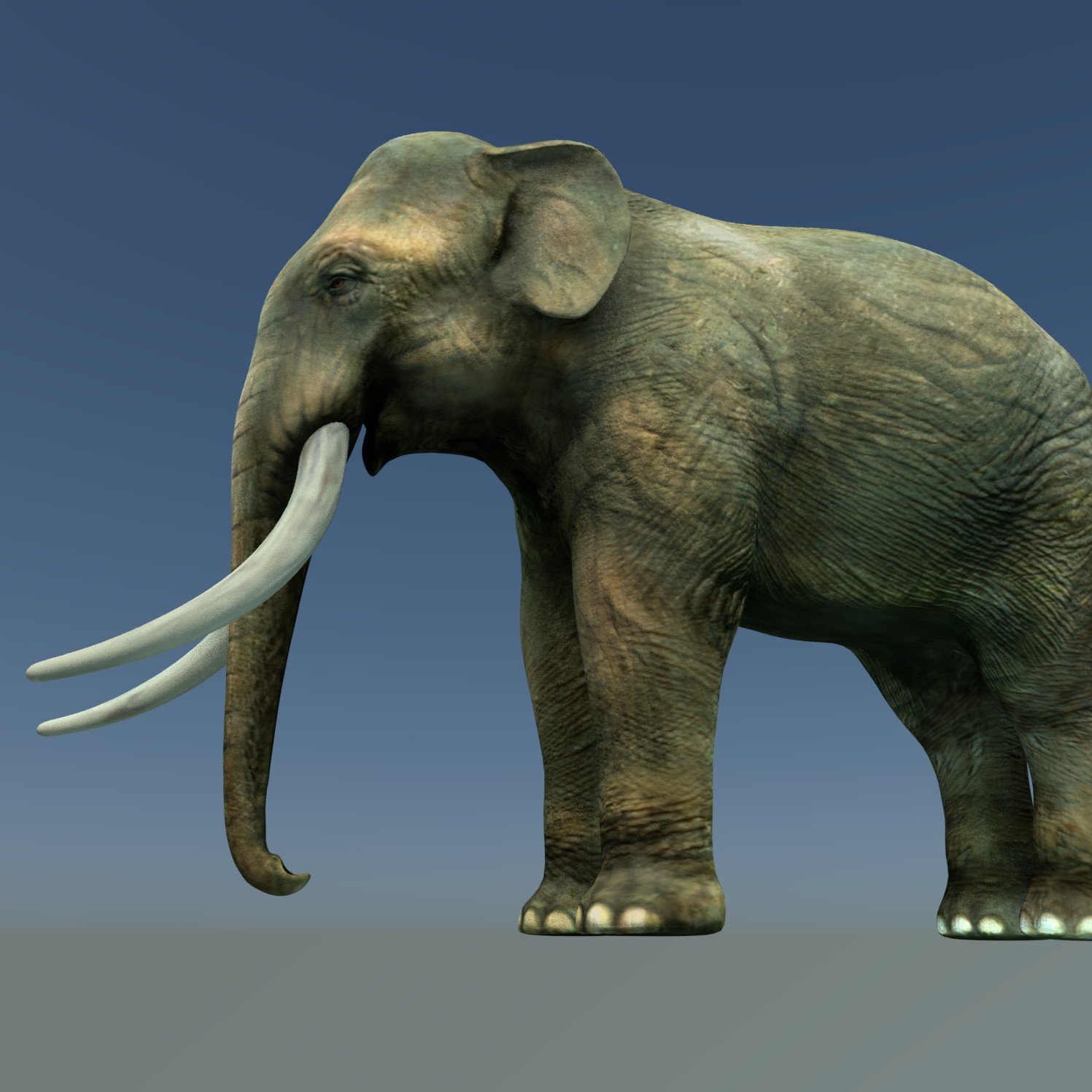 Indian Elephant 3D Model in Elephant 3DExport