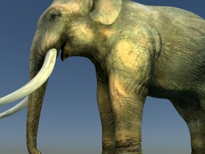 indian elephant 3D Модель