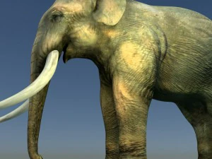 indian elephant 3D Model