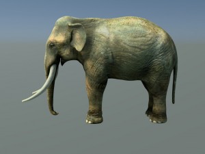 indian elephant 3D Модель