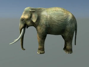 indian elephant 3D Model