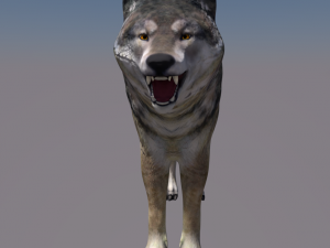 wolf Modello 3D