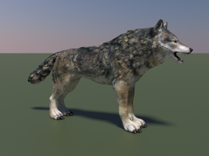 wolf Modello 3D
