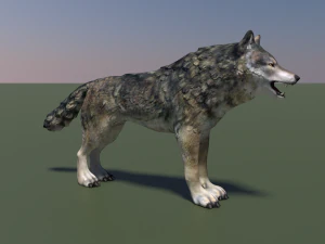 wolf 3D Model