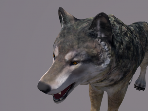wolf Modello 3D