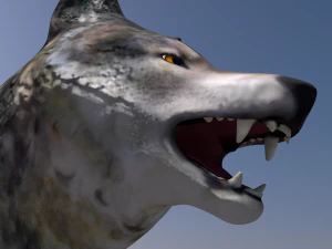 wolf 3D Model