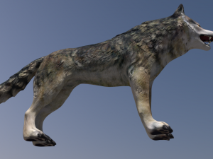 wolf Modello 3D