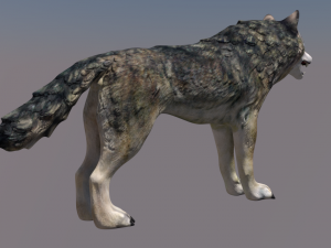 wolf Modello 3D