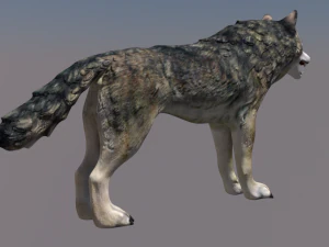 wolf 3D Model