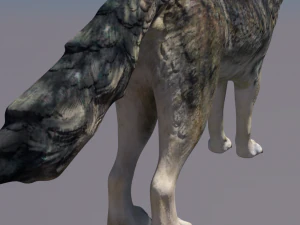 wolf 3D Model